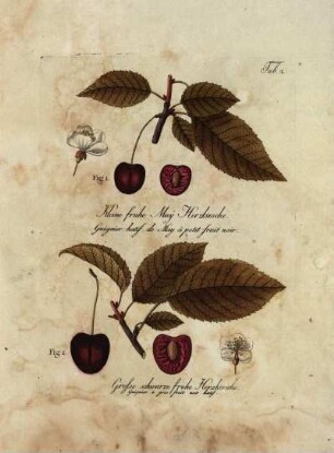 Tab. 2. Fig. 1. Kleine fruhe May Herzkirsche. [...] Fig. 2. Grosse schwarze fruhe Herzkirsche [...]