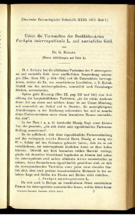 Ueber die Verwandten der Bockkäfer-Arten Pachyta interrogationis L. und variabilis Gebl.