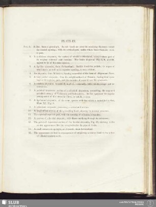 Plate IX