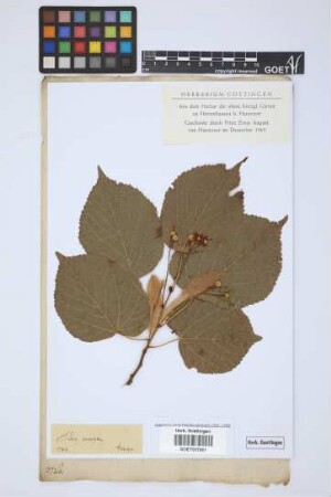 Tilia europaea L.