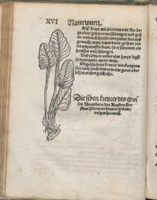 Die siben kreuter des grossen Alexanders/ des Reysers. Der siben Planeten kreuter genant/ volgen hernach.