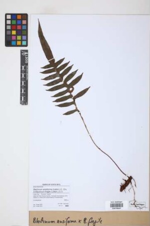 Blechnum ensiforme (Liebm.) C. Chr. X Blechnum fragile (Liebm.) C.V. Morton et Lellinger