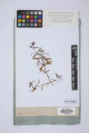 Hedyotis lactea W.