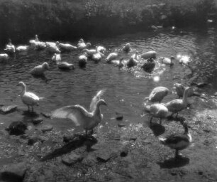 Gänse. Gänse an und auf einem Teich