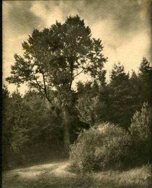 Im Vogelbachtal