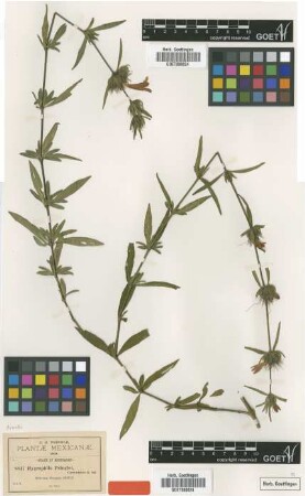 Hygrophila pringlei Greenm. [type]