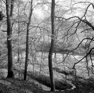 Mühlenteich: im Vordergrund Wall mit Baumbestand