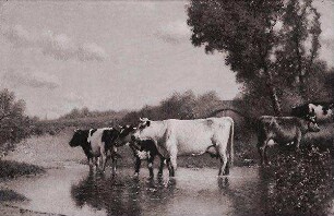 Kühe in der Tränke