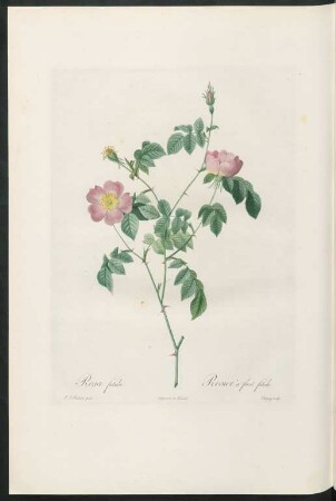 Rosa fœtida. Rosier à fruit fétide. Chapuy sculp.