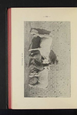 Abb. 49. Halbbluttiere.