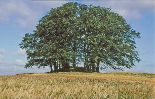 Hügelgrab