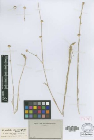 Gypsophila sphaerocephala Fenzl ex Tchihat.[type]