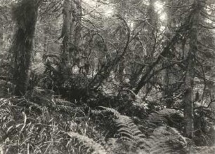 Böhmerwald. Vegetation in der Nähe des Schwarzen Sees