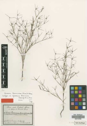 Spermacoce tenuissima Schweinf. ex Hiern [isotype]