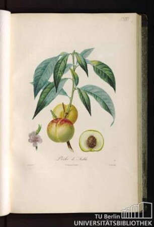 Pl. XVI. Pêche de Malthe.