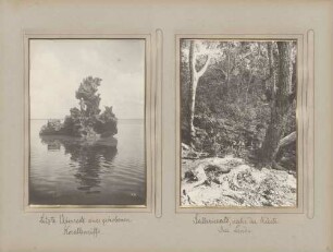 links: Letzte Überreste eines gehobenen Korallenriffs rechts: Galeriewald nahe der Küste bei Lindi
