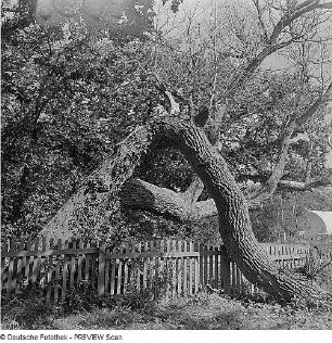 Durch Sturmschäden verkrüppelte Linden