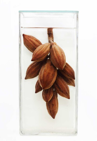 Theobroma cacao L. aus Bibundi (Kamerun)