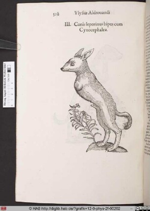 Canis leporinus bipes cum Cynocephalea.