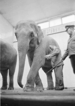 Tierarztpraxis von Dr. Anton Kohm im Karlsruher Zoo