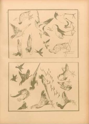 AI [Études d'oiseaux, ...]