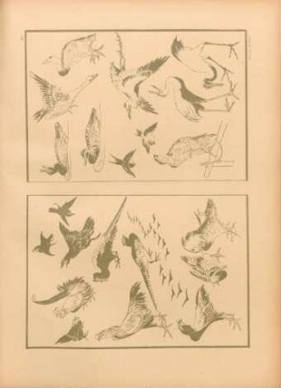 AI [Études d'oiseaux, ...]