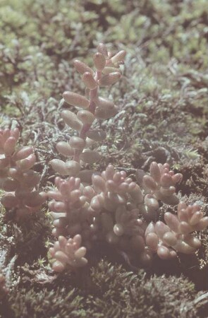 Sedum