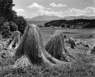 Erntebilder. Abgeerntetes Feld mit Strohpuppen. Blick auf eine Gebirgskette
