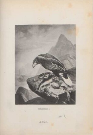 Adler