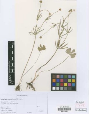 Ranunculus noricus E. H&ouml;randl & W. Gutermann[paratype]