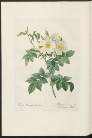 Rosa Brevistyla leucochroa. Rosier à court-style. (var. à fleurs jaunes et blanches). Lemaire sculp.