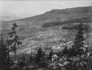 Gerodeter Wald : Blick über eine gerodete Waldfläche