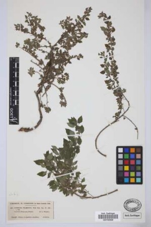 Parietaria filamentosa Webb & Berth.