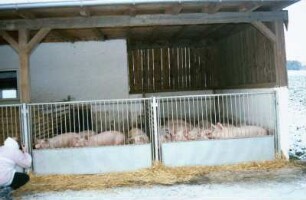 Fotografie: Auslauf, Mastschwein, Einstreu
