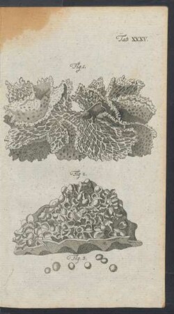 Tafel XXXV.