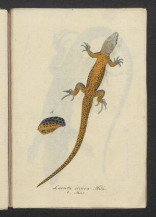 Lacerta crocea Mihi.