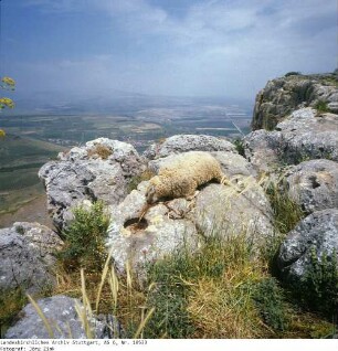 Israel: bei Arbela