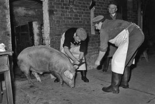Das Schwein wird im Morgengrauen auf den Hof gebracht und mit einem Bolzenschussgerät getötet