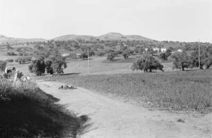 Enteignete Ölbaumpflanzung : Landschaft mit Feldern, Olivenbäumen und Gebäuden