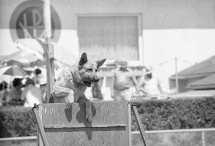Erster Deutscher Polizeihundeverein Karlsruhe-Knielingen. Großveranstaltung mit Verleihung des Friedrich-Scheuffele-Wanderpokals