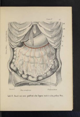 Tafel XI. Bauch von vorn geöffnet, alle Organe noch in situ, großes Netz.