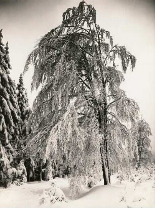 Raufrost am Waldrand von Seiffen