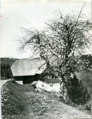 Frühling im Schwarzwald