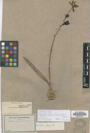 Epidendrum bipapulare Rchb.f.