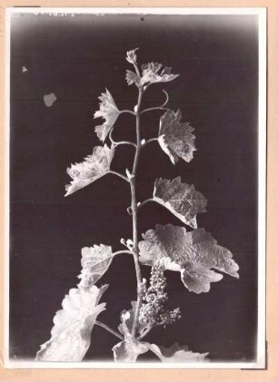 Foto Rieslingstrieb von Mehltau befallen