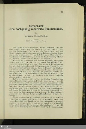 Circaeaster eine hochgradig-reduzierte Ranunculacee