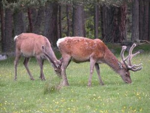 Rotwild im schottischen Hochland bei Breamar
