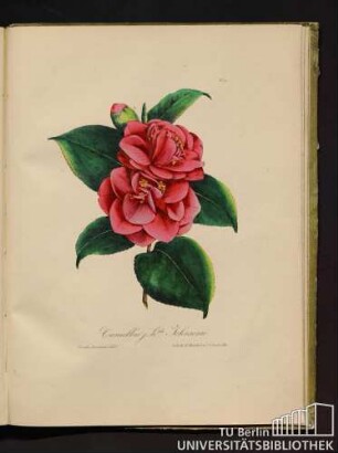 No. 41. Camellia j. h. da Johnsonii