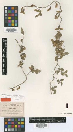 Nissolia multiflora Rose [isotype]