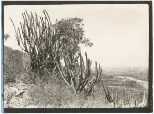 Kakteenbusch auf dem Serranía San Pedro bei Cochabamba